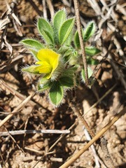 Leobordea divaricata