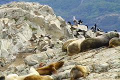 Cinclodes antarcticus