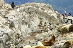 Cinclodes antarcticus