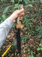 Heliosciurus rufobrachium