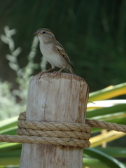 Passer domesticus