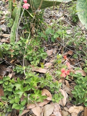 Pelargonium tongaense