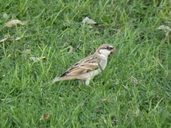 Passer domesticus