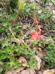 Pelargonium tongaense