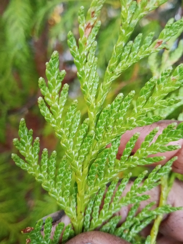 Thuja plicata