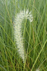 Cenchrus