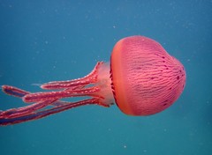 Thysanostoma flagellatum