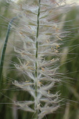 Cenchrus