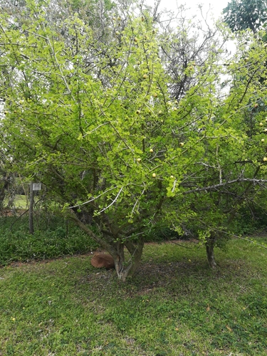 Gardenia cornuta, photograph 6