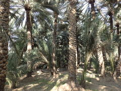 Phoenix dactylifera