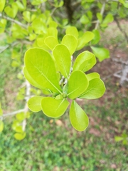 Gardenia cornuta