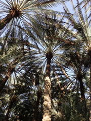 Phoenix dactylifera