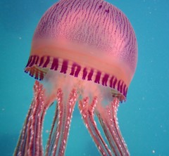 Thysanostoma flagellatum