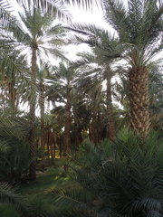 Phoenix dactylifera
