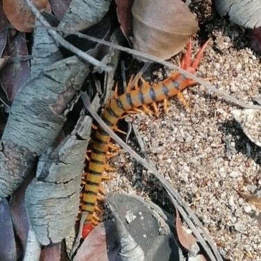 Red-headed Centipede