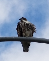 Buteo jamaicensis