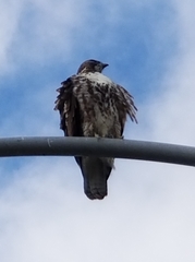 Buteo jamaicensis