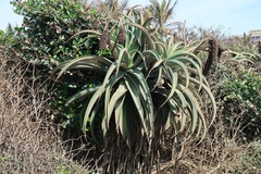 Aloe thraskii