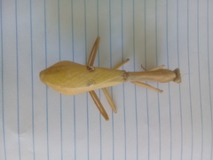 Stagmatoptera femoralis