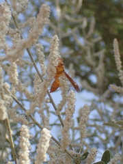 Polistes wattii