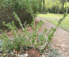 Pachypodium saundersii