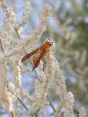 Polistes wattii