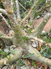 Pachypodium saundersii