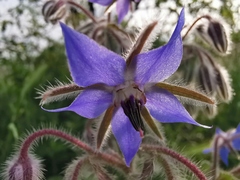 Borago officinalis