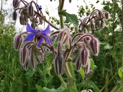 Borago officinalis