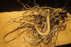 Psammophis schokari
