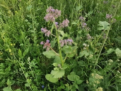 Borago officinalis