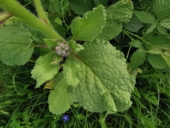 Borago officinalis