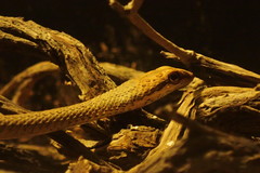 Psammophis schokari