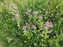 Borago officinalis