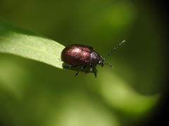 Freudeita cupripennis