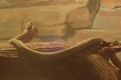 Psammophis schokari