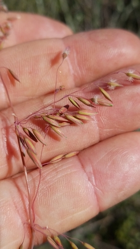 Ehrharta calycina