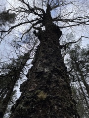 Sphaerophorus globosus