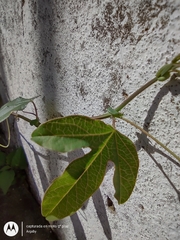 Passiflora caerulea