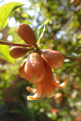 Punica granatum
