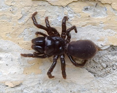 Atypus muralis