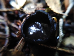 Galiella coffeata