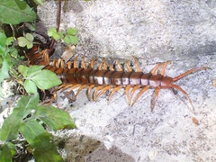 Scolopendra dehaani