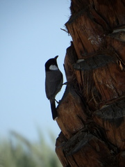 Pycnonotus leucotis