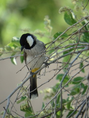 Pycnonotus leucotis