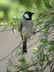 Pycnonotus leucotis