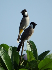 Pycnonotus leucotis
