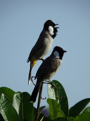 Pycnonotus leucotis