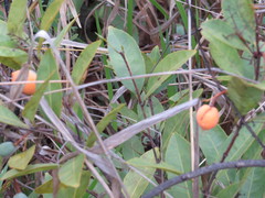 Micropholis venulosa