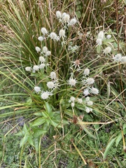 Eryngium aquaticum